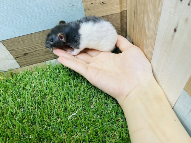 ファンシーラット