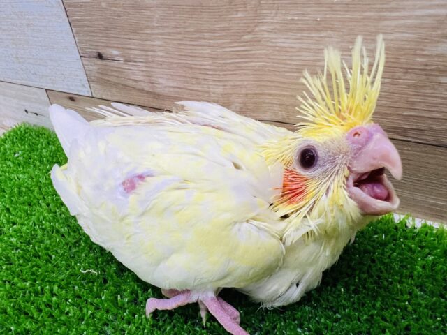 オカメインコ