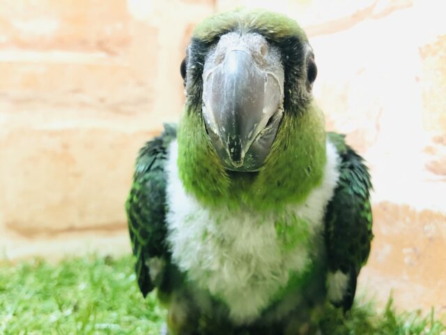 ズアカハネナガ