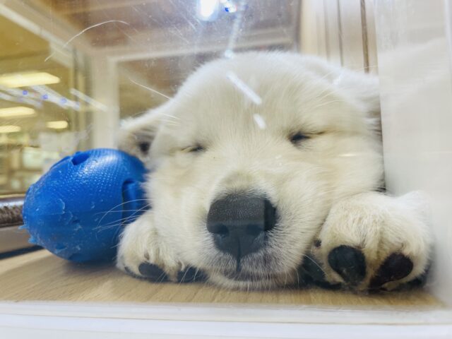 ゴールデンレトリバー