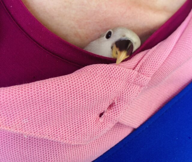 コザクラインコ（小桜インコ）