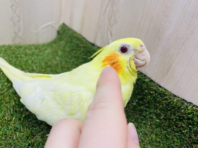 オカメインコ