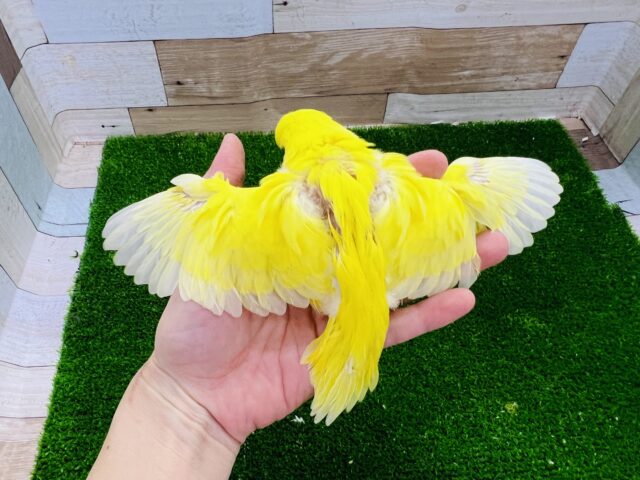 ジャンボセキセイインコ