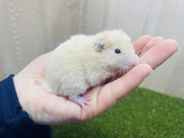 ゴールデンハムスター