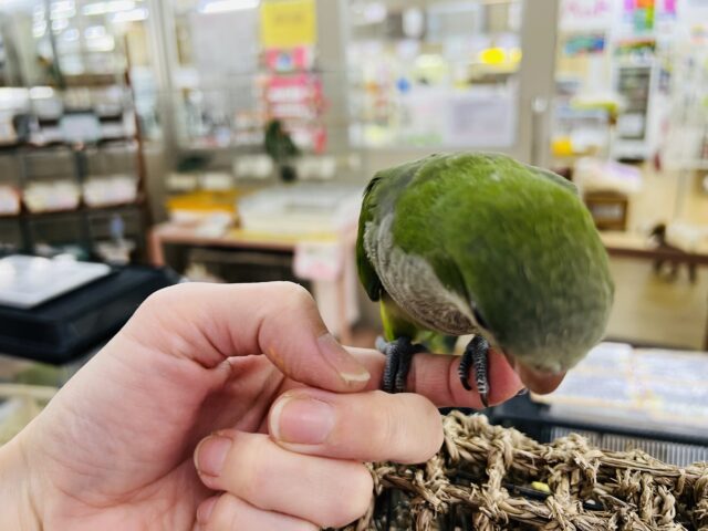 オキナインコ