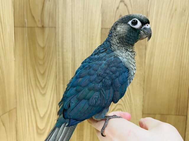 ホオミドリウロコインコ