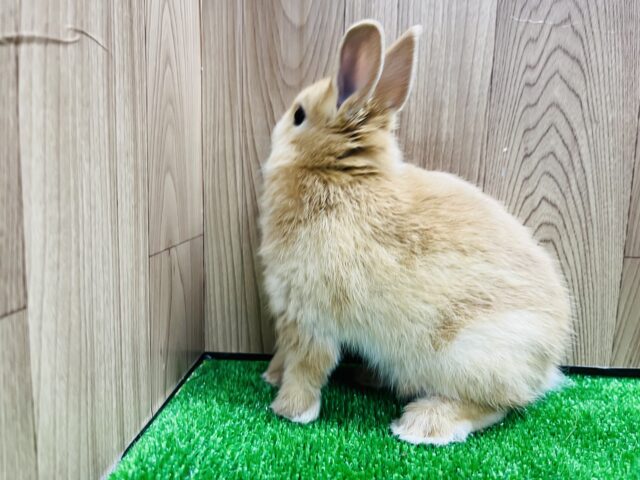 ネザーランドドワーフ