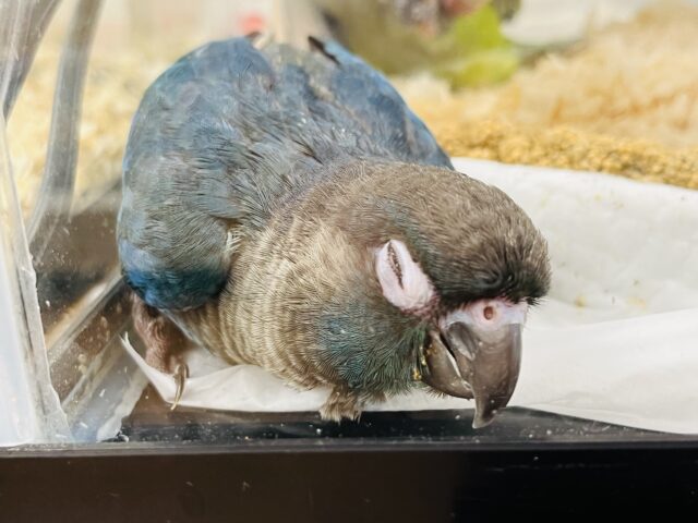 ホオミドリウロコインコ