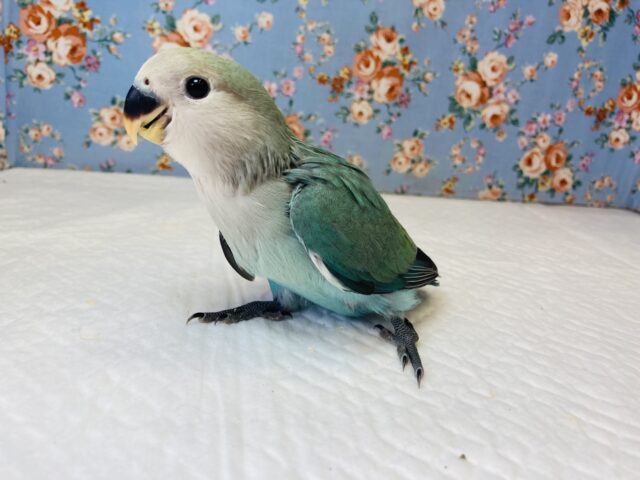 コザクラインコ（小桜インコ）