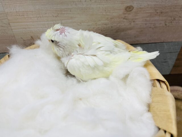 羽衣セキセイインコ