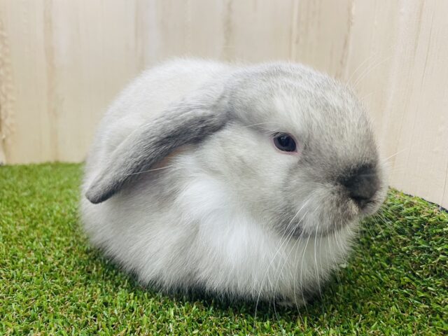 ロップイヤーラビット