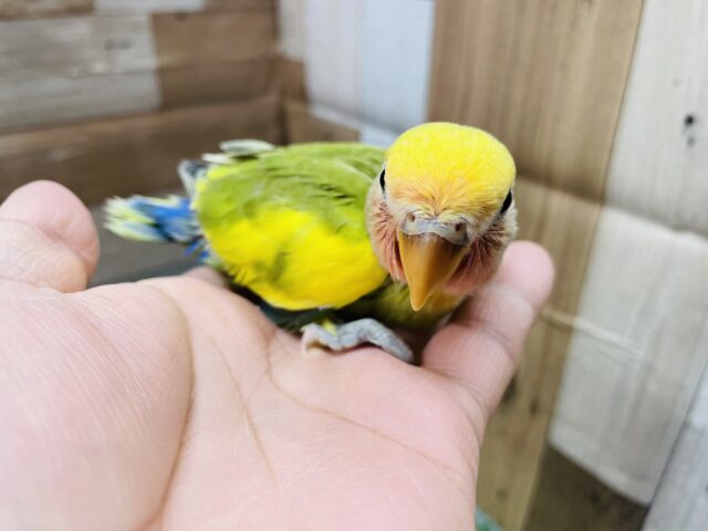 コザクラインコ（小桜インコ）