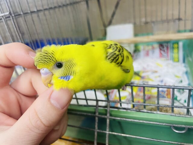 セキセイインコ