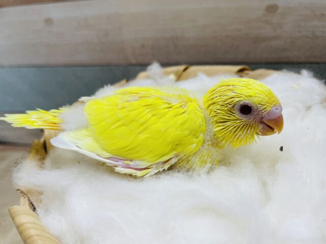 セキセイインコ