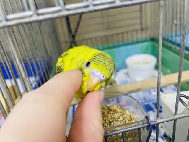 セキセイインコ