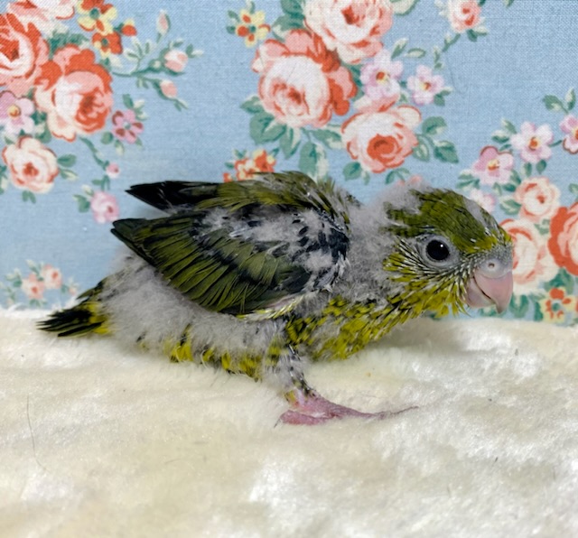 サザナミインコ