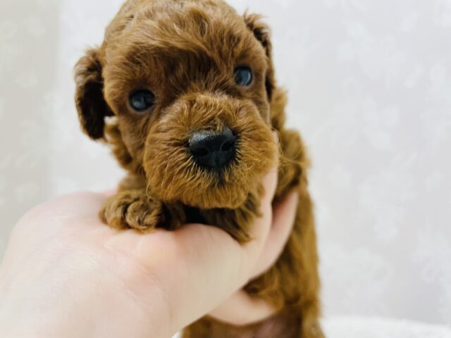 トイプードル