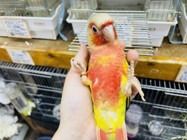 ホオミドリウロコインコ