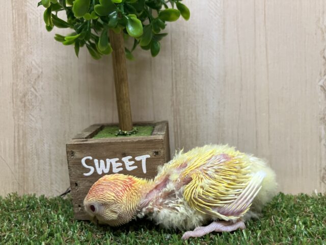 コザクラインコ（小桜インコ）