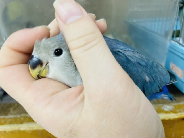 コザクラインコ（小桜インコ）