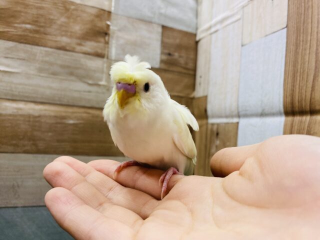 羽衣セキセイインコ