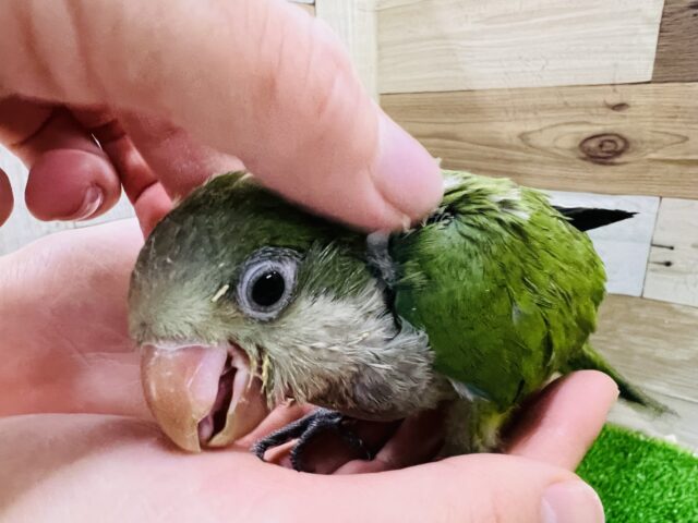 オキナインコ