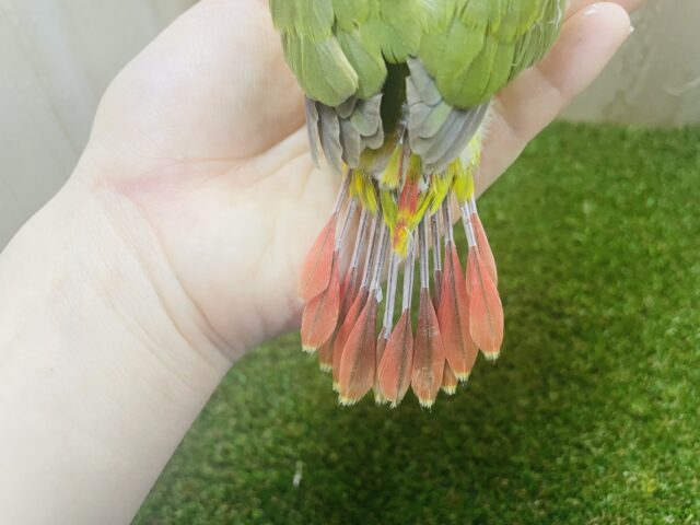 ホオミドリウロコインコ