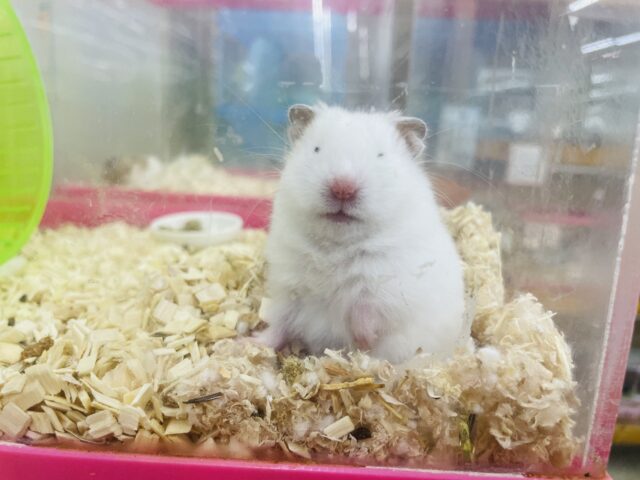 ゴールデンハムスター