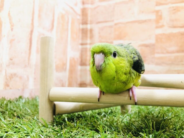 サザナミインコ