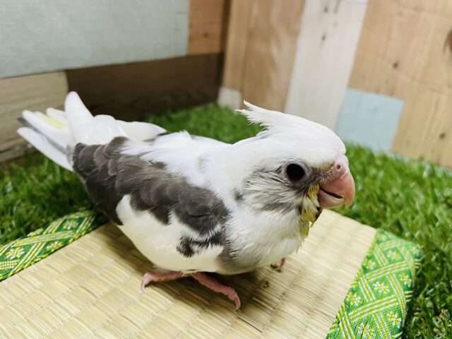 オカメインコ