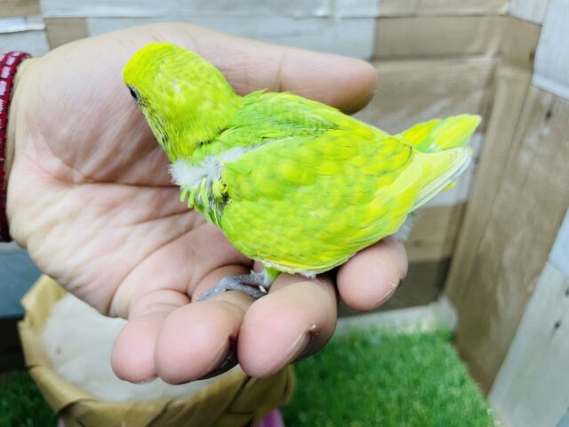 セキセイインコ