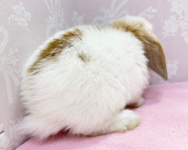 ホーランドロップ