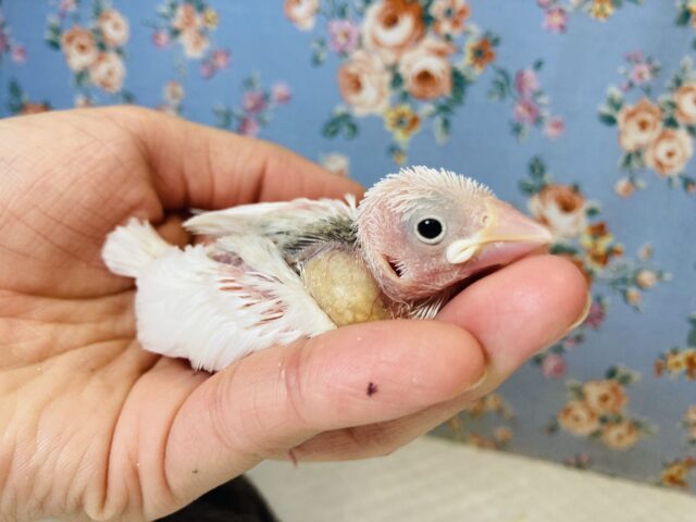 桜文鳥 / 白文鳥