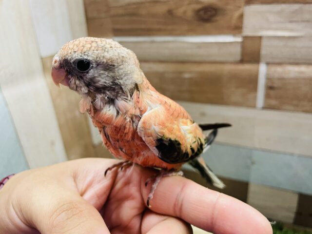 アキクサインコ（秋草インコ）
