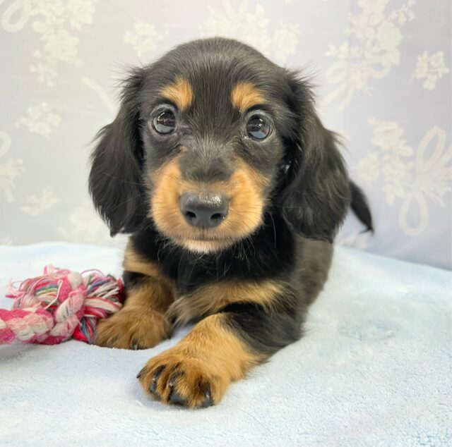 カニンヘンダックス