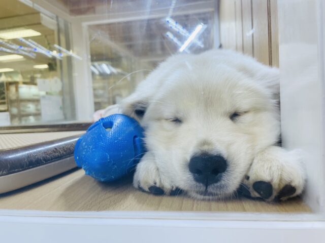 ゴールデンレトリバー