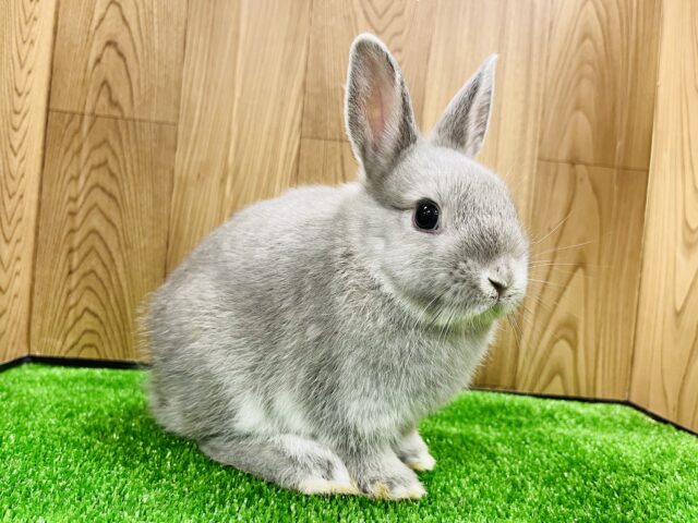 ネザーランドドワーフ