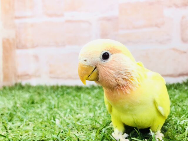 コザクラインコ（小桜インコ）