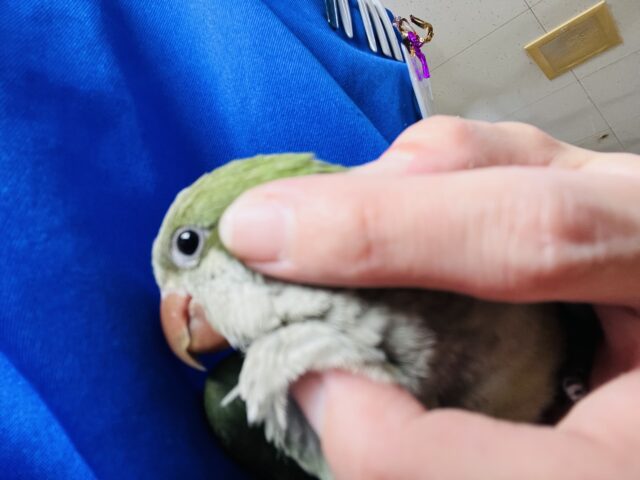 オキナインコ