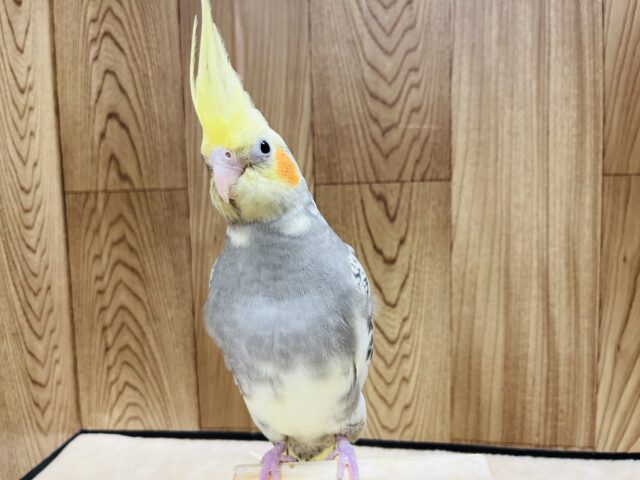 オカメインコ