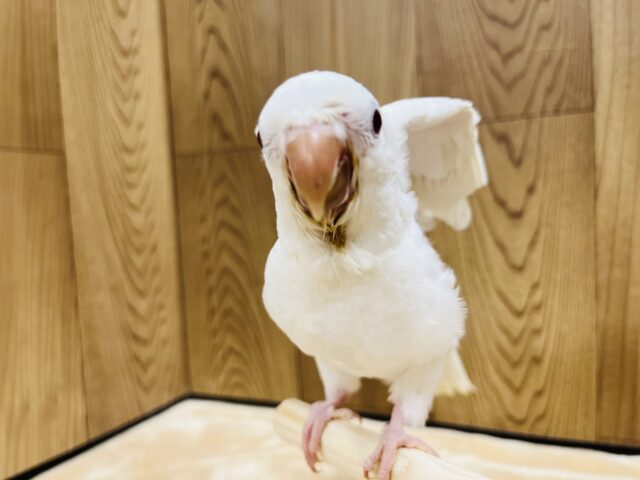 オキナインコ
