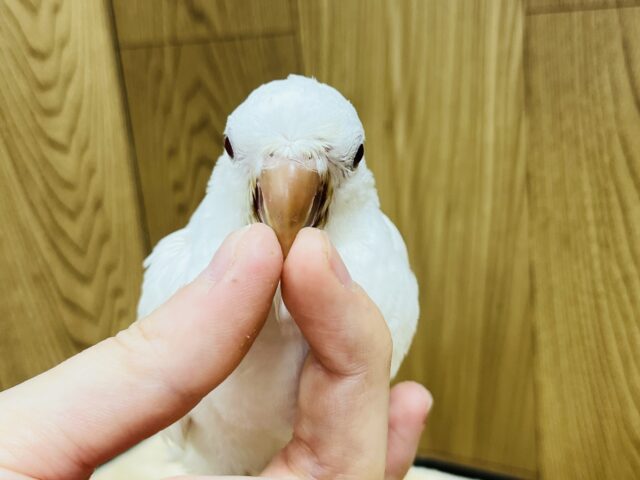 オキナインコ