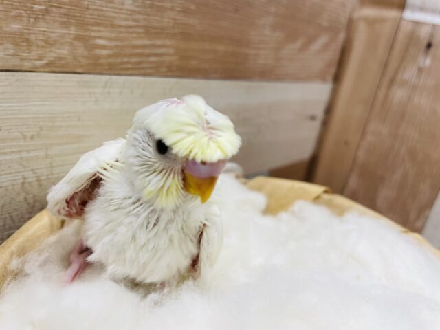 羽衣セキセイインコ