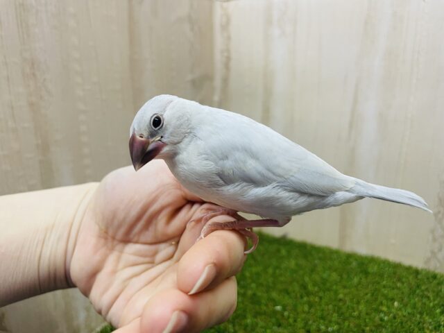 シルバー文鳥