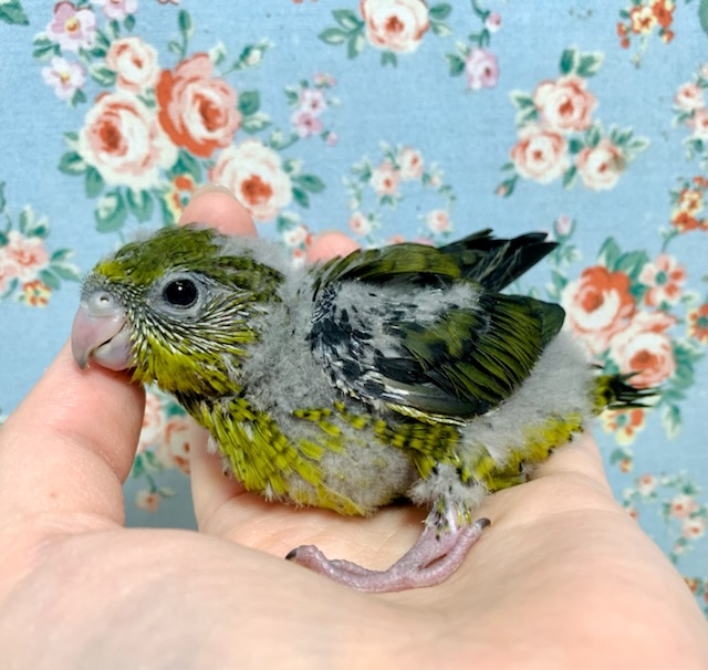サザナミインコ