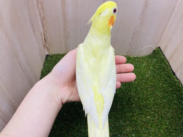 オカメインコ