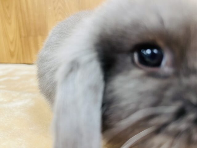 ホーランドロップ