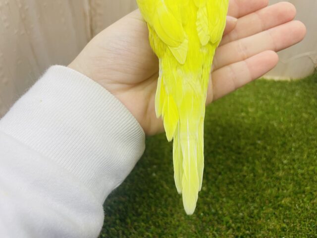 ジャンボセキセイインコ