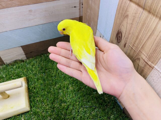 セキセイインコ