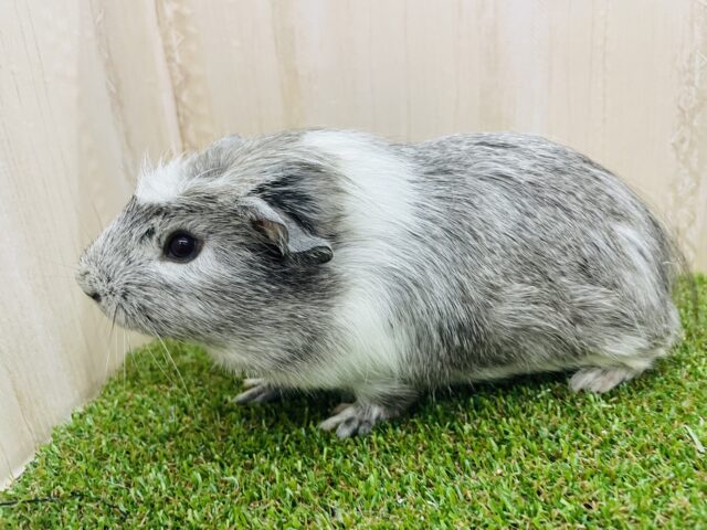 クレステッドモルモット
